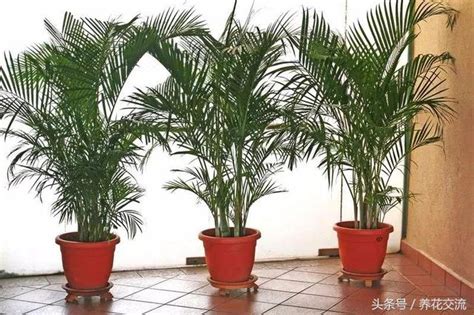 棕櫚樹盆栽